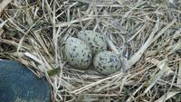 Vogelnest im Watt