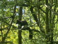 Eichhörnchen  &ndash; &copy; Sabine Letzybyll (Eberhardt TRAVEL)