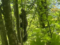 Eichhörnchen  &ndash; &copy; Sabine Letzybyll (Eberhardt TRAVEL)