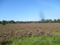  Lüneburger Heide &ndash; &copy; Adelheid Fritzsche (Eberhardt TRAVEL)