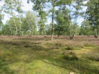  Birken in der Heide &ndash; &copy; Adelheid Fritzsche (Eberhardt TRAVEL)