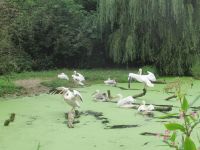  Pelikan - Paradies &ndash; &copy; Adelheid Fritzsche (Eberhardt TRAVEL)