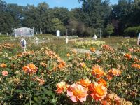 DSCN7878.JPG    Rosengarten &ndash; &copy; Kerstin Veit (Eberhardt TRAVEL)