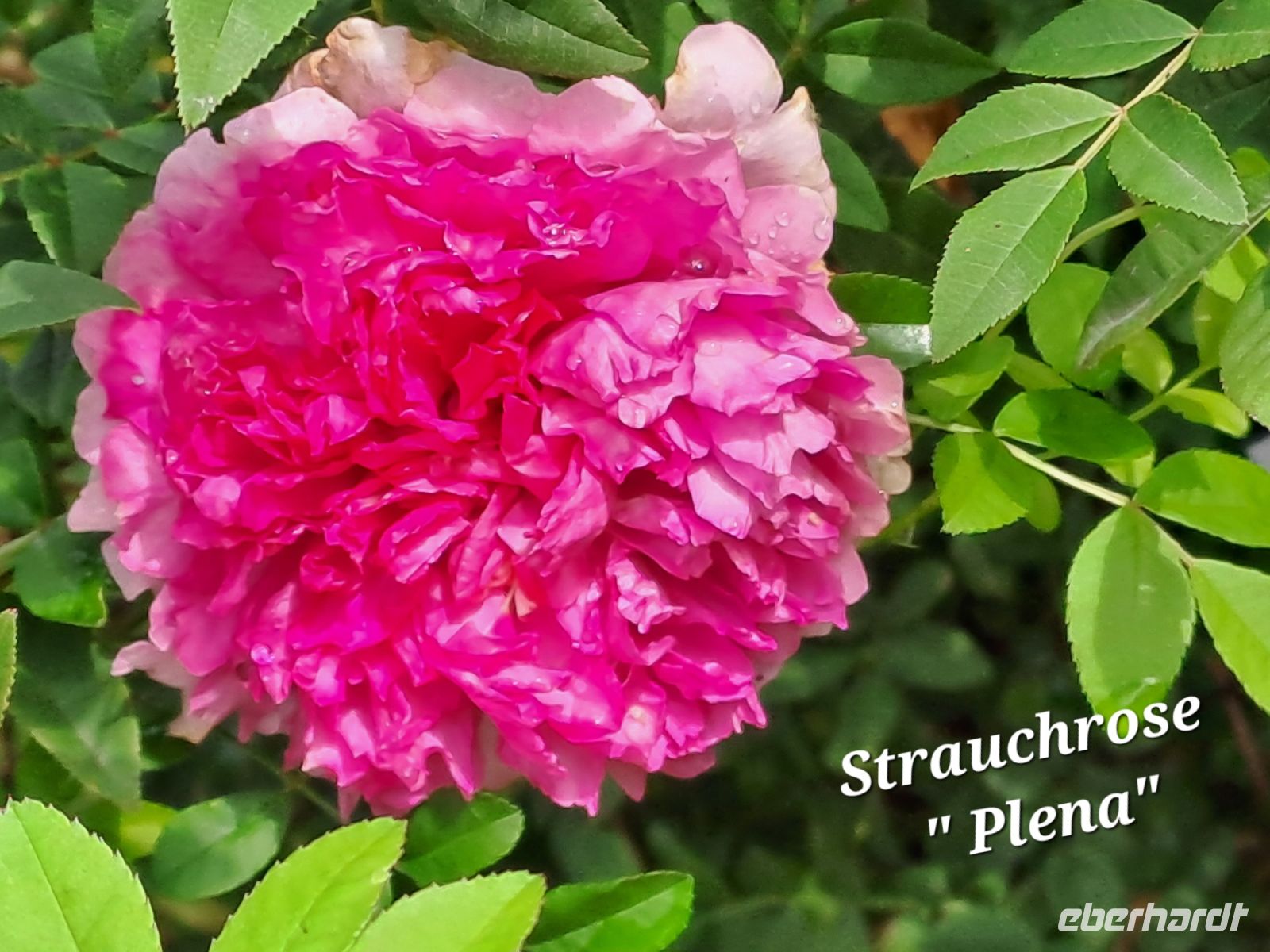 Strauchrose &ndash; &copy; Gisela Hohlfeld (Eberhardt TRAVEL)