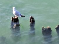 Lachmöwe &ndash; &copy; Gisela Hohlfeld (Eberhardt TRAVEL)