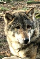 Wer bist Du? Ich bin ein Wolf, Güstrow Wildpark &ndash; &copy; Simone Willner (Eberhardt TRAVEL)