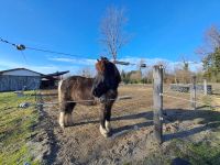 Islandpferdehof &ndash; &copy; Gisela Hohlfeld (Eberhardt TRAVEL)