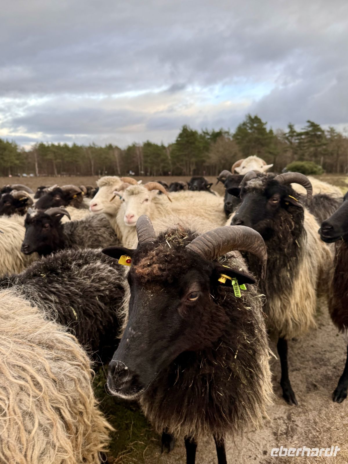 Tag 4 - Heidschnucken &ndash; &copy; Christin Kuschka (Eberhardt TRAVEL)
