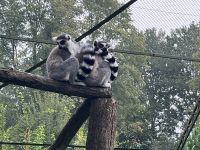 Tiergehege