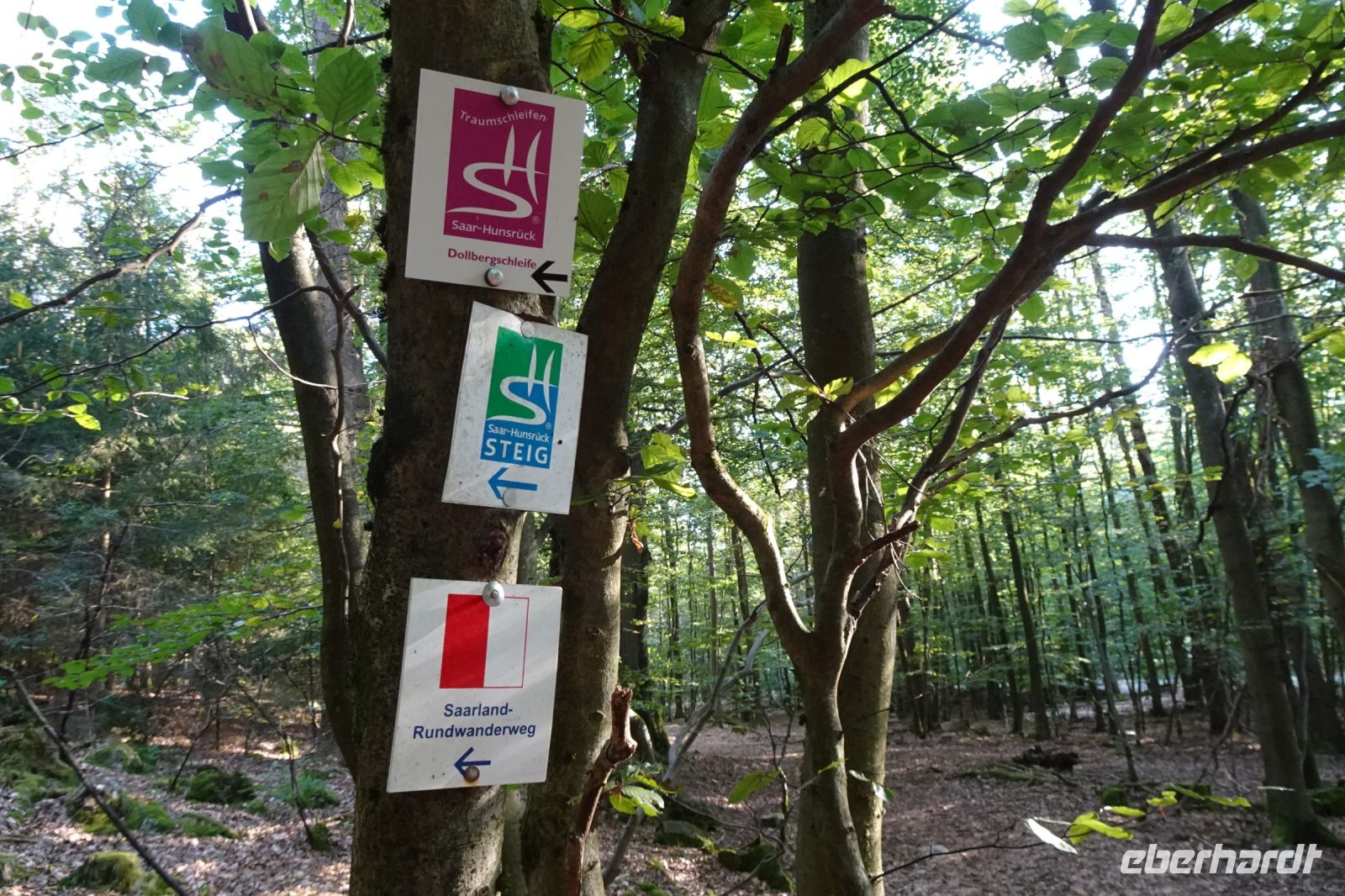 Tag 7 Wanderung auf dem Premiumwanderweg Dollbergschleife    &ndash; &copy; Gabriele Sauer (Eberhardt TRAVEL)