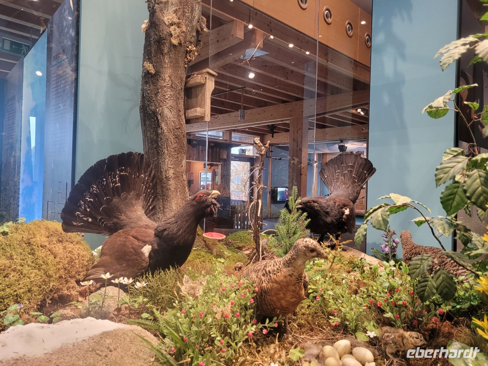 0506 Feeldberg Haus der Natur &ndash; &copy; Jörg Nesse (Eberhardt TRAVEL)