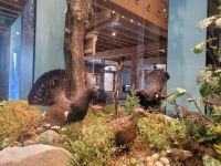 0506 Feeldberg Haus der Natur &ndash; &copy; Jörg Nesse (Eberhardt TRAVEL)