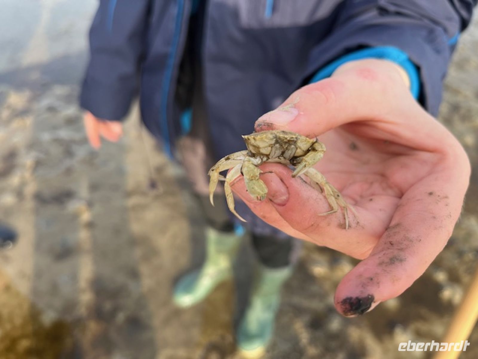 Strandkrabbe &ndash; &copy; Thomas Hahn (Eberhardt TRAVEL)