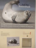 Seehunde im Sommer 