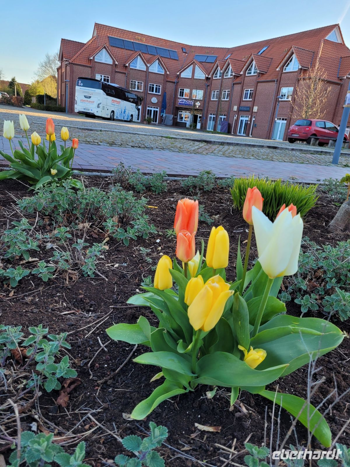 048 Tulpen aus Großheide &ndash; &copy; Jörg Nesse (Eberhardt TRAVEL)