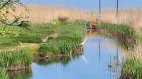 Boddenlandschaft &ndash; &copy; Petra Hady (Eberhardt TRAVEL)
