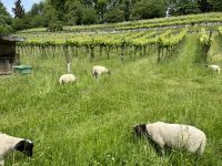 Weinberg, Mainau &ndash; &copy; Ina Lakermann (Eberhardt TRAVEL)