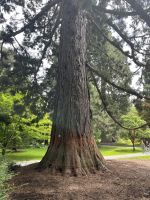Mammutbaum &ndash; &copy; Ina Lakermann (Eberhardt TRAVEL)