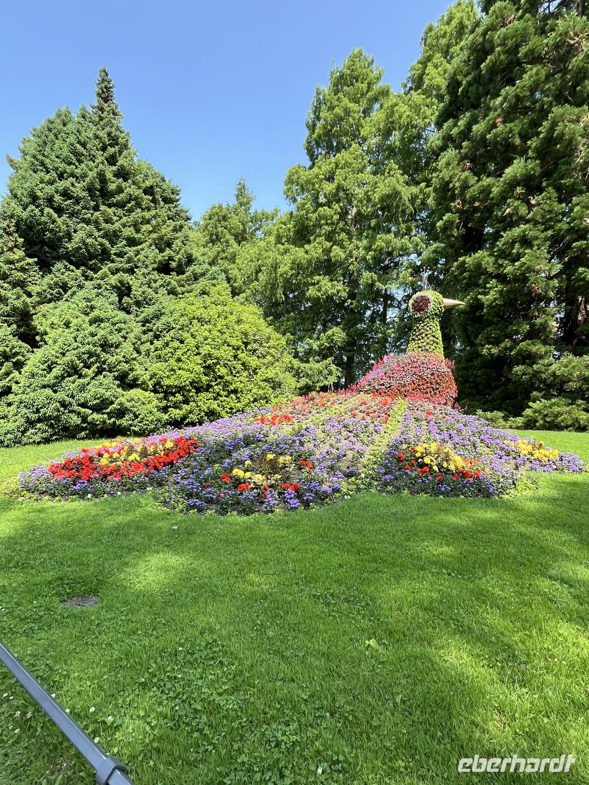 Bodenseerundreise 9.06.25 Insel Mainau - der berühmte Blumenpfau &ndash; &copy; Renate Schuster (Eberhardt TRAVEL)