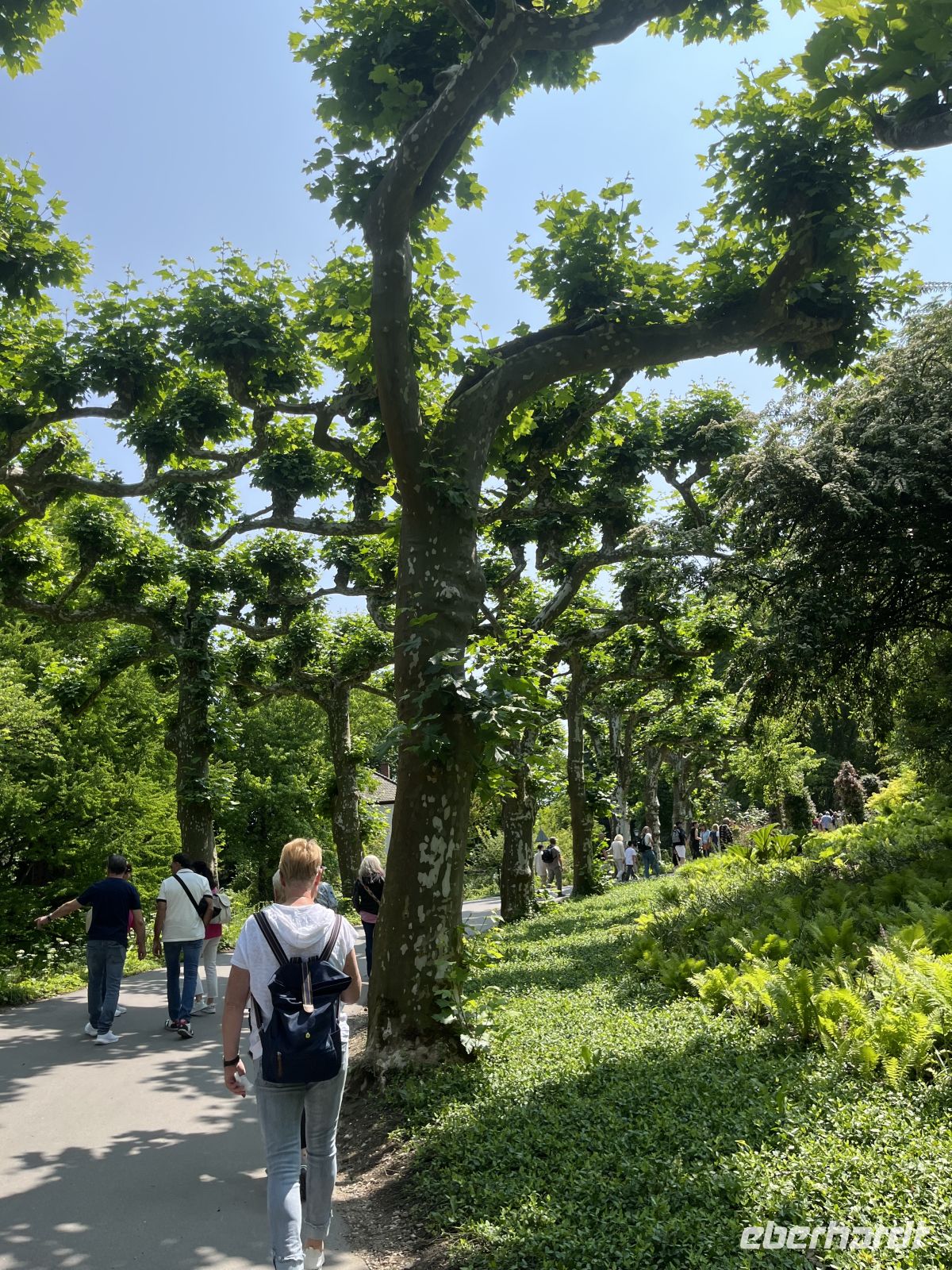 Bodenseerundreise 9.06.25 Insel Mainau -Platanen gesäumte Allee &ndash; &copy; Renate Schuster (Eberhardt TRAVEL)
