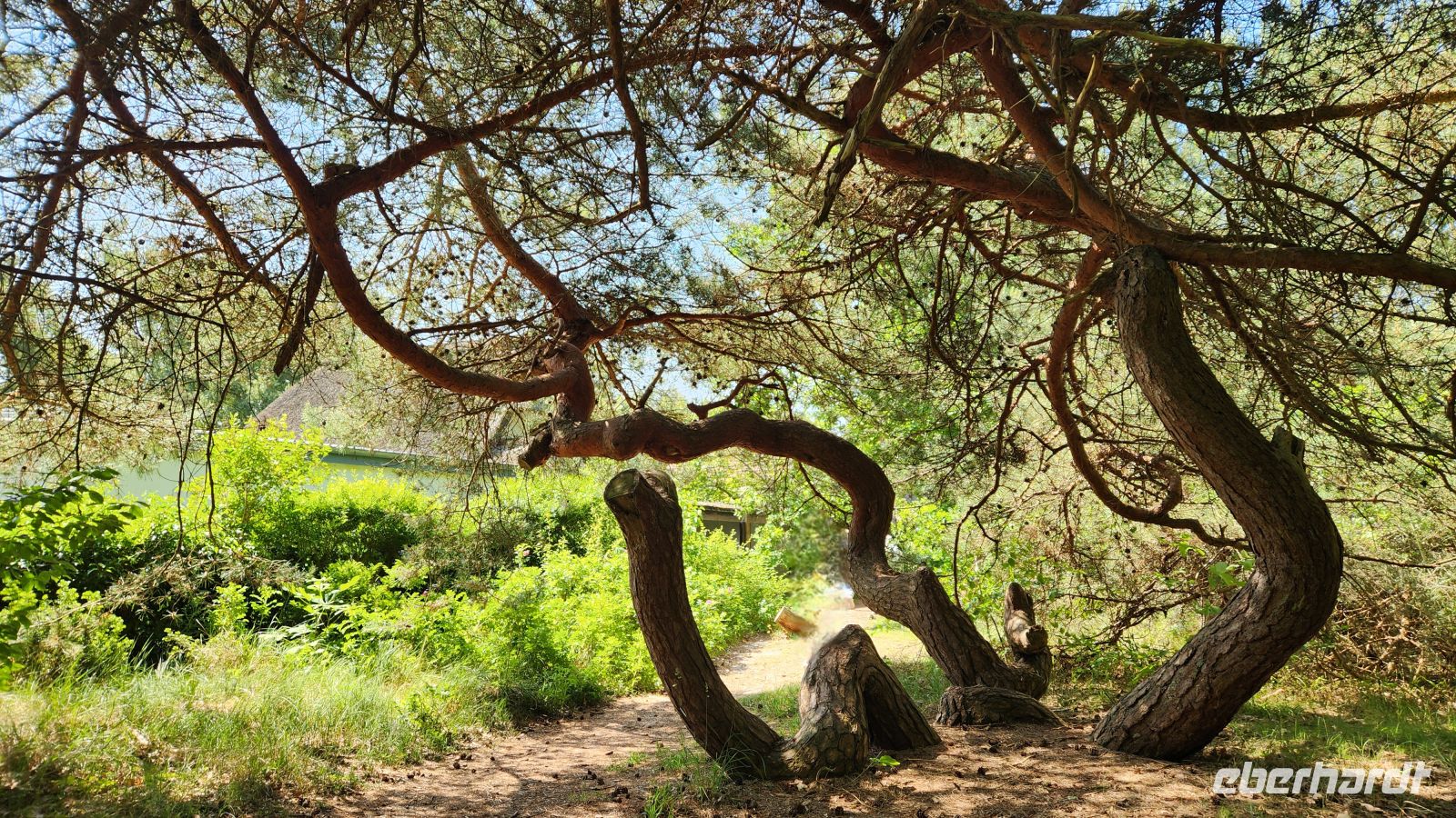 krumme Kiefer &ndash; &copy; Petra Hady (Eberhardt TRAVEL)