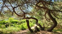 krumme Kiefer &ndash; &copy; Petra Hady (Eberhardt TRAVEL)