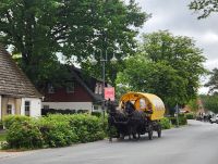 Kutschfahrt in Prerow zum Darßer Wald &ndash; &copy; Petra Hady (Eberhardt TRAVEL)