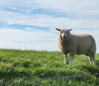 Deichschaf &ndash; &copy; Petra Hady (Eberhardt TRAVEL)