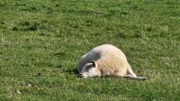 Deichschaf &ndash; &copy; Petra Hady (Eberhardt TRAVEL)