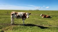 Noch eine glückliche Kuh &ndash; &copy; Petra Hady (Eberhardt TRAVEL)