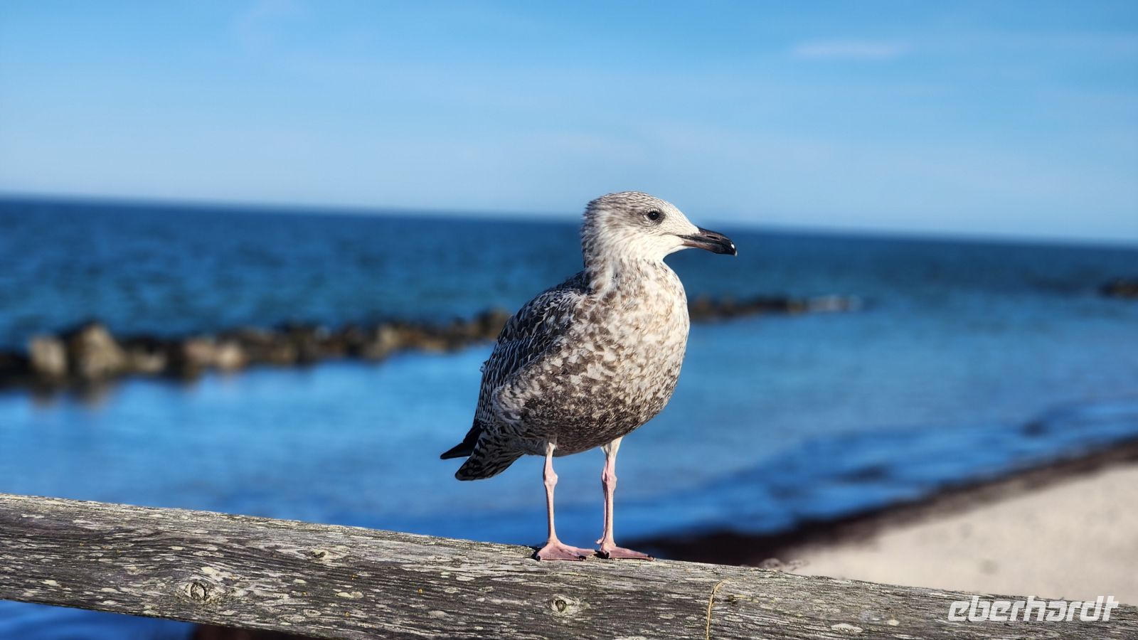 junge Silbermöwe &ndash; &copy; Petra Hady (Eberhardt TRAVEL)