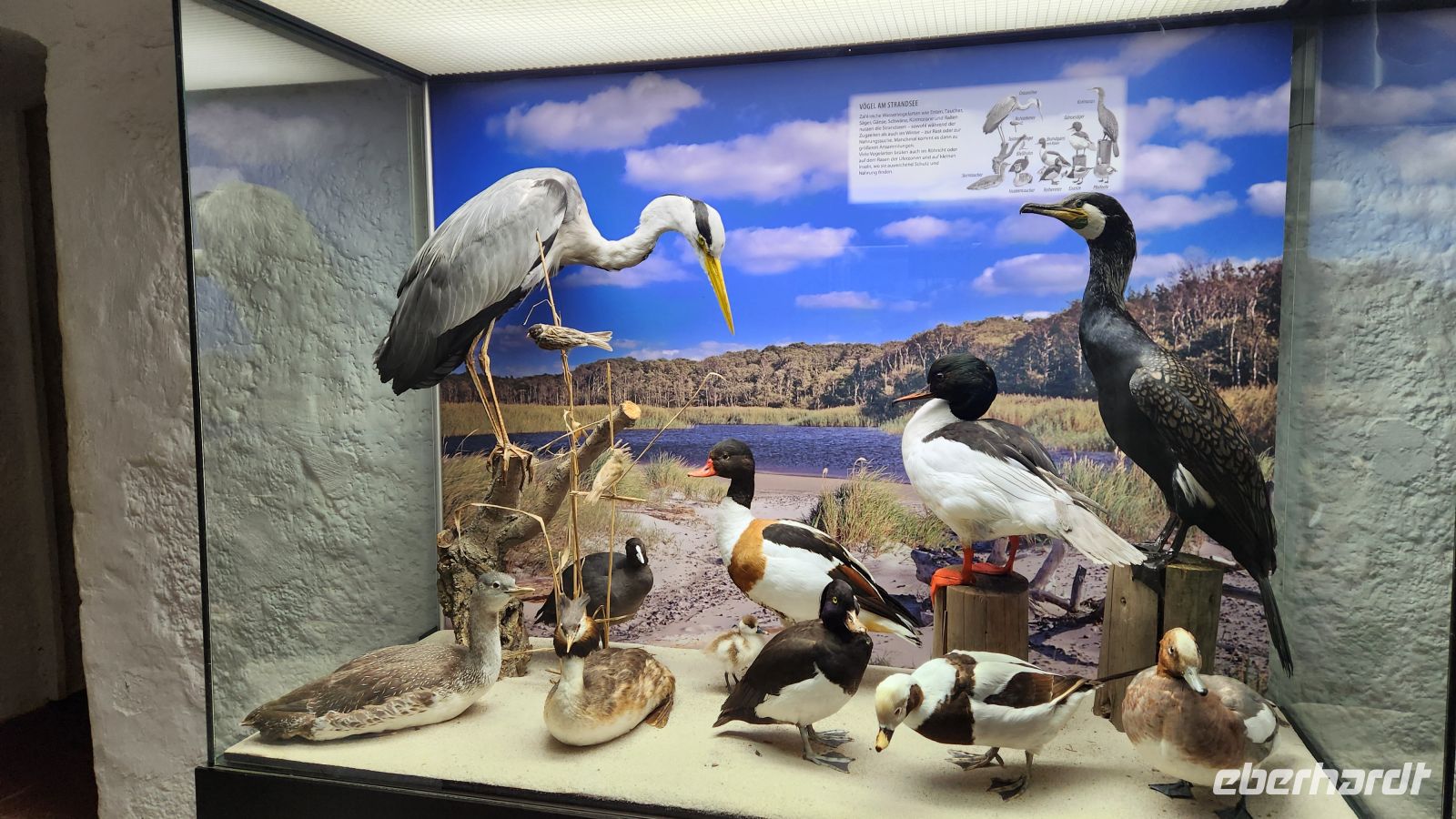 Natureum Darßer Ort &ndash; &copy; Petra Hady (Eberhardt TRAVEL)