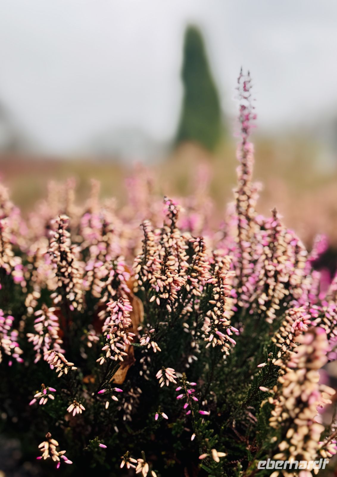 4. Tag - Heidegarten Schneverdingen &ndash; &copy; Christin Kuschka (Eberhardt TRAVEL)