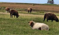 Glückliche Schafe auf Hallig Hooge