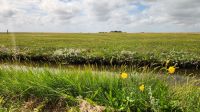 Hallig Hooge &ndash; &copy; Petra Hady (Eberhardt TRAVEL)