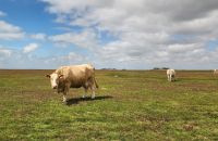 Glückliche Kühe auf Hallig Hooge &ndash; &copy; Petra Hady (Eberhardt TRAVEL)