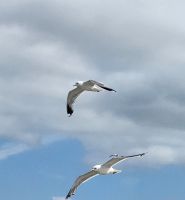 Möwen im Wind &ndash; &copy; Petra Hady (Eberhardt TRAVEL)