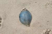 Blaue Nesselqualle &ndash; &copy; Petra Hady (Eberhardt TRAVEL)