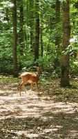 Föhr - kleiner Waldbewohner