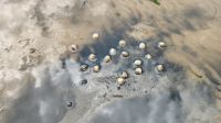 Wattwanderung Herzmuscheln &ndash; &copy; Petra Hady (Eberhardt TRAVEL)