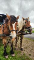 Hallig Hooge  &ndash; &copy; Petra Hady (Eberhardt TRAVEL)