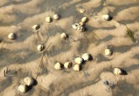 Wattwanderung &ndash; &copy; Petra Hady (Eberhardt TRAVEL)