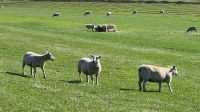 Dagebüll - Deichwanderweg &ndash; &copy; Petra Hady (Eberhardt TRAVEL)