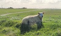 Dagebüll - Deichwanderweg &ndash; &copy; Petra Hady (Eberhardt TRAVEL)