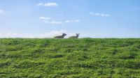 Deichschafe &ndash; &copy; Petra Hady (Eberhardt TRAVEL)