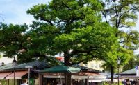 Viktualienmarkt München (2).jpg &ndash; &copy; Brigitte Mühle (Eberhardt TRAVEL)
