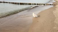 Strand von Dierhagen &ndash; &copy; Petra Hady (Eberhardt TRAVEL)