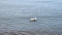 Glückliche Möwe &ndash; &copy; Petra Hady (Eberhardt TRAVEL)