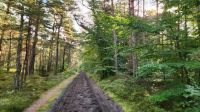 Darßer Wald &ndash; &copy; Petra Hady (Eberhardt TRAVEL)