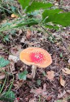 Fliegenpilz &ndash; &copy; Petra Hady (Eberhardt TRAVEL)